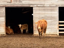 Vaches curieuses photos stock Vaches curieuses photos stock