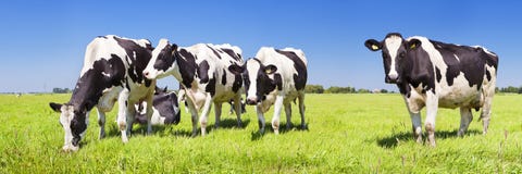 Vaches dans un domaine herbeux frais un temps clair Vaches dans un domaine herbeux frais un temps clair