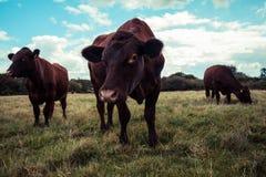 Vaches se tenant dans un domaine Photos libres de droits Vaches se tenant dans un domaine Photos libres de droits