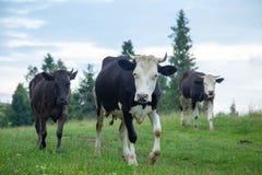 Vaches sur des pâturages dans les montagnes photos libres de droits Vaches sur des pâturages dans les montagnes photos libres de droits