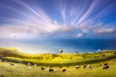Vaches sur les prés et l'océan sur Ponta Delgada, Açores photographie stock Vaches sur les prés et l'océan sur Ponta Delgada, Açores photographie stock