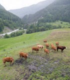 Vaches à Brown dans le pré de montagne près des vars dans les alpes de Haute Provence photographie stock Vaches à Brown dans le pré de montagne près des vars dans les alpes de Haute Provence photographie stock