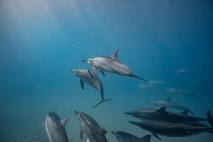 Vagem dos golfinhos selvagens subaquáticos imagem de stock Vagem dos golfinhos selvagens subaquáticos imagem de stock