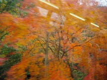 Vago degli alberi di acero variopinti fotografia stock Vago degli alberi di acero variopinti fotografia stock