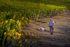 VAL D`ORCIA, TUSCANY/ITALY OCT 08 - Vineyard in Val d`Orcia stock image VAL D`ORCIA, TUSCANY/ITALY OCT 08 - Vineyard in Val d`Orcia stock image