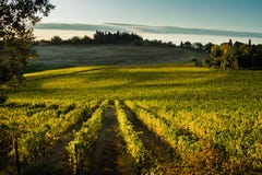 VAL D`ORCIA, TUSCANY/ITALY - Vineyard in Val d`Orcia