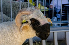 Valais Blacknose inhemska får på lantgården fotografering för bildbyråer Valais Blacknose inhemska får på lantgården fotografering för bildbyråer