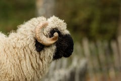 Valais svartnäsa royaltyfria bilder Valais svartnäsa royaltyfria bilder
