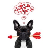 Valentijnskaartenhond in liefde stock fotografie Valentijnskaartenhond in liefde stock fotografie