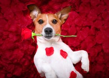 Valentim cor-de-rosa do amor do cão Foto de Stock Valentim cor-de-rosa do amor do cão Foto de Stock