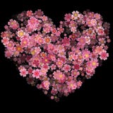 Valentindaghjärta som göras av Cherry Flowers Isolated på svarta lodisar stock illustrationer Valentindaghjärta som göras av Cherry Flowers Isolated på svarta lodisar stock illustrationer