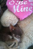 Valentine`s Chihuahua royalty free stock photo Valentine`s Chihuahua royalty free stock photo
