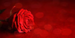 Valentine`s Day card with copy space. Red rose. royalty free stock photography Valentine`s Day card with copy space. Red rose. royalty free stock photography
