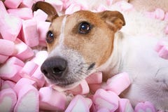 Valentines d'amour de chien Photo libre de droits Valentines d'amour de chien Photo libre de droits