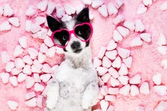 Valentines roses d'amour de chien images libres de droits Valentines roses d'amour de chien images libres de droits