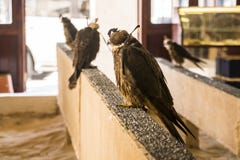Valk voor verkoop in Souq Waqif, Doha, Qatar, Midden-Oosten royalty-vrije stock afbeelding Valk voor verkoop in Souq Waqif, Doha, Qatar, Midden-Oosten royalty-vrije stock afbeelding