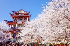 Valle di Cherry Blossom, wuxi, porcellana Fotografie Stock Valle di Cherry Blossom, wuxi, porcellana Fotografie Stock