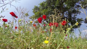 Vallmoblommafält ställde in i en bakgrund för blå himmel i ett härligt spanskt himmelsolljus lager videofilmer Vallmoblommafält ställde in i en bakgrund för blå himmel i ett härligt spanskt himmelsolljus lager videofilmer