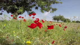 Vallmoblommafält ställde in i en bakgrund för blå himmel i ett härligt spanskt himmelsolljus stock video Vallmoblommafält ställde in i en bakgrund för blå himmel i ett härligt spanskt himmelsolljus stock video