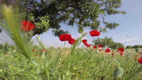 Vallmoblommafält ställde in i en bakgrund för blå himmel i ett härligt spanskt himmelsolljus lager videofilmer Vallmoblommafält ställde in i en bakgrund för blå himmel i ett härligt spanskt himmelsolljus lager videofilmer