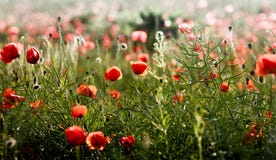 Vallmolandskap fotografering för bildbyråer Vallmolandskap fotografering för bildbyråer