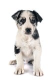 Valp border collie arkivfoton Valp border collie arkivfoton