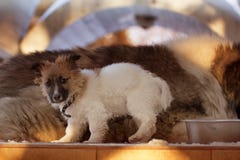 Valp på en bakgrund av en vuxen hund i vinter royaltyfria bilder Valp på en bakgrund av en vuxen hund i vinter royaltyfria bilder