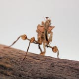 Van de bloembidsprinkhanen van de duivel diabolicanimf van Idolomantis royalty-vrije stock foto Van de bloembidsprinkhanen van de duivel diabolicanimf van Idolomantis royalty-vrije stock foto
