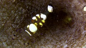 Van de het glasanemoon van de pauwstaart de garnalen periclimenes brevicarpalis op de anemoon in Lembeh-Straat Sulawesi stock video Van de het glasanemoon van de pauwstaart de garnalen periclimenes brevicarpalis op de anemoon in Lembeh-Straat Sulawesi stock video