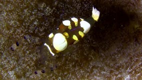 Van de het glasanemoon van de pauwstaart de garnalen periclimenes brevicarpalis op de anemoon in Lembeh-Straat Sulawesi stock videobeelden Van de het glasanemoon van de pauwstaart de garnalen periclimenes brevicarpalis op de anemoon in Lembeh-Straat Sulawesi stock videobeelden