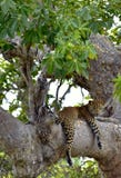 Van de luipaardpanthera van Srilankan parduskotiya Royalty-vrije Stock Fotografie Van de luipaardpanthera van Srilankan parduskotiya Royalty-vrije Stock Fotografie