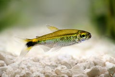 Van het aquariumvissen van Costello het tetrahemigrammus hyanuary groene neon royalty-vrije stock afbeelding Van het aquariumvissen van Costello het tetrahemigrammus hyanuary groene neon royalty-vrije stock afbeelding