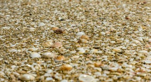 Van het overzeese shells kustzand stock afbeelding Van het overzeese shells kustzand stock afbeelding