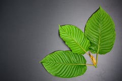 Van Mitragynaspeciosa of Kratom bladeren royalty-vrije stock fotografie Van Mitragynaspeciosa of Kratom bladeren royalty-vrije stock fotografie