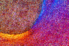Van overzeese de cellen slaalgen in een kleurrijke, abstracte micrograaf royalty-vrije stock afbeelding Van overzeese de cellen slaalgen in een kleurrijke, abstracte micrograaf royalty-vrije stock afbeelding
