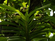Vanda cristata beautiful orchid closeup flower with leaves royalty free stock photo Vanda cristata beautiful orchid closeup flower with leaves royalty free stock photo