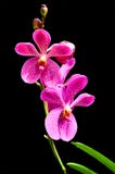 Vanda Orchid arkivbild Vanda Orchid arkivbild