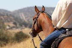 Vaquero en un caballo. foto de archivo Vaquero en un caballo. foto de archivo