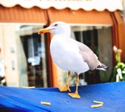 Vara de Seagul para obter frites dos pommes para o almoço fotos de stock Vara de Seagul para obter frites dos pommes para o almoço fotos de stock