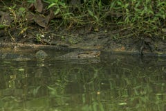 Varanus salvator is a reptile that lives in the water. royalty free stock images Varanus salvator is a reptile that lives in the water. royalty free stock images