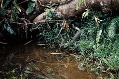 Varanus σαύρα οργάνων ελέγχου νερού salvator αλλιώς ασιατική που εισάγει ένα μικρό ρεύμα στη μέση του τροπικού δάσους του Μπόρνεο στοκ εικόνες Varanus σαύρα οργάνων ελέγχου νερού salvator αλλιώς ασιατική που εισάγει ένα μικρό ρεύμα στη μέση του τροπικού δάσους του Μπόρνεο στοκ εικόνες
