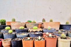 Vari cactus verdi, pianta coperta di spine in vasi immagine stock Vari cactus verdi, pianta coperta di spine in vasi immagine stock