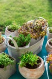 Variations of succulent for stone garden stock images Variations of succulent for stone garden stock images