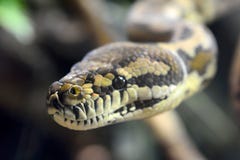 Variegata di spilota di Darwin Carpet Python Morelia fotografia stock Variegata di spilota di Darwin Carpet Python Morelia fotografia stock