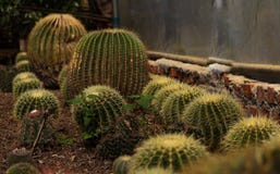 Cactus park, Kaziranga royalty free stock photography Cactus park, Kaziranga royalty free stock photography