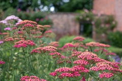 Pink achillea flowers, photographed in mid summer at in the historic walled garden at Eastcote House Gardens, London UK