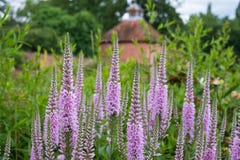 Tall purple Veronica flowers, photographed in mid summer at in the historic walled garden at Eastcote, London UK