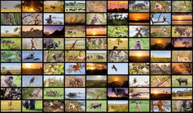 A variety of images of Botswana as a big image wall royalty free stock image A variety of images of Botswana as a big image wall royalty free stock image