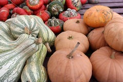 Bright and colorful large pumpkins and squash on tables at outdoor section of nursery stock image Bright and colorful large pumpkins and squash on tables at outdoor section of nursery stock image