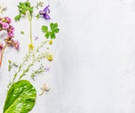 Vario della molla o fiori e piante di estate su fondo di legno leggero, vista superiore immagine stock Vario della molla o fiori e piante di estate su fondo di legno leggero, vista superiore immagine stock